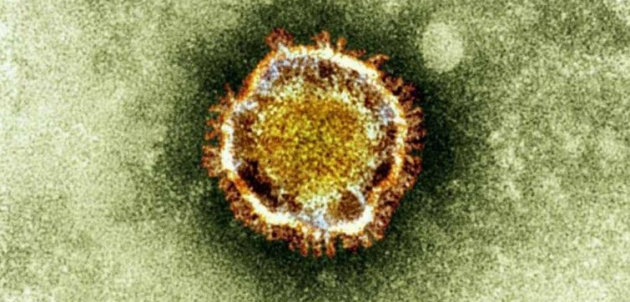 coronaviruset
